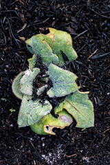 Mairia coriacea