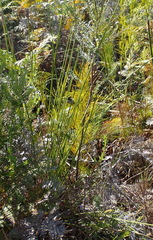Bobartia macrospatha macrospatha