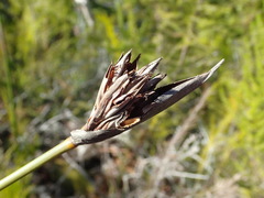 Bobartia macrospatha macrospatha