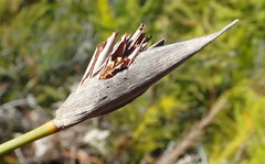 Bobartia macrospatha macrospatha