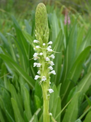 Satyrium crassicaule