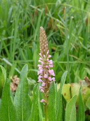 Satyrium crassicaule