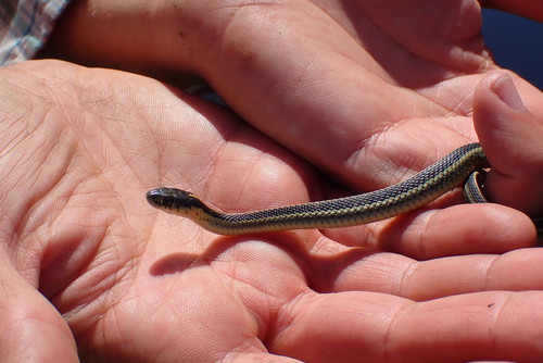 iNaturalist observation photo of Diablo Range Garter Snake