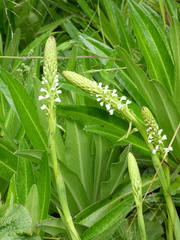 Satyrium crassicaule