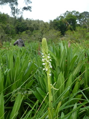 Satyrium crassicaule