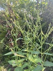 Verbena scabra
