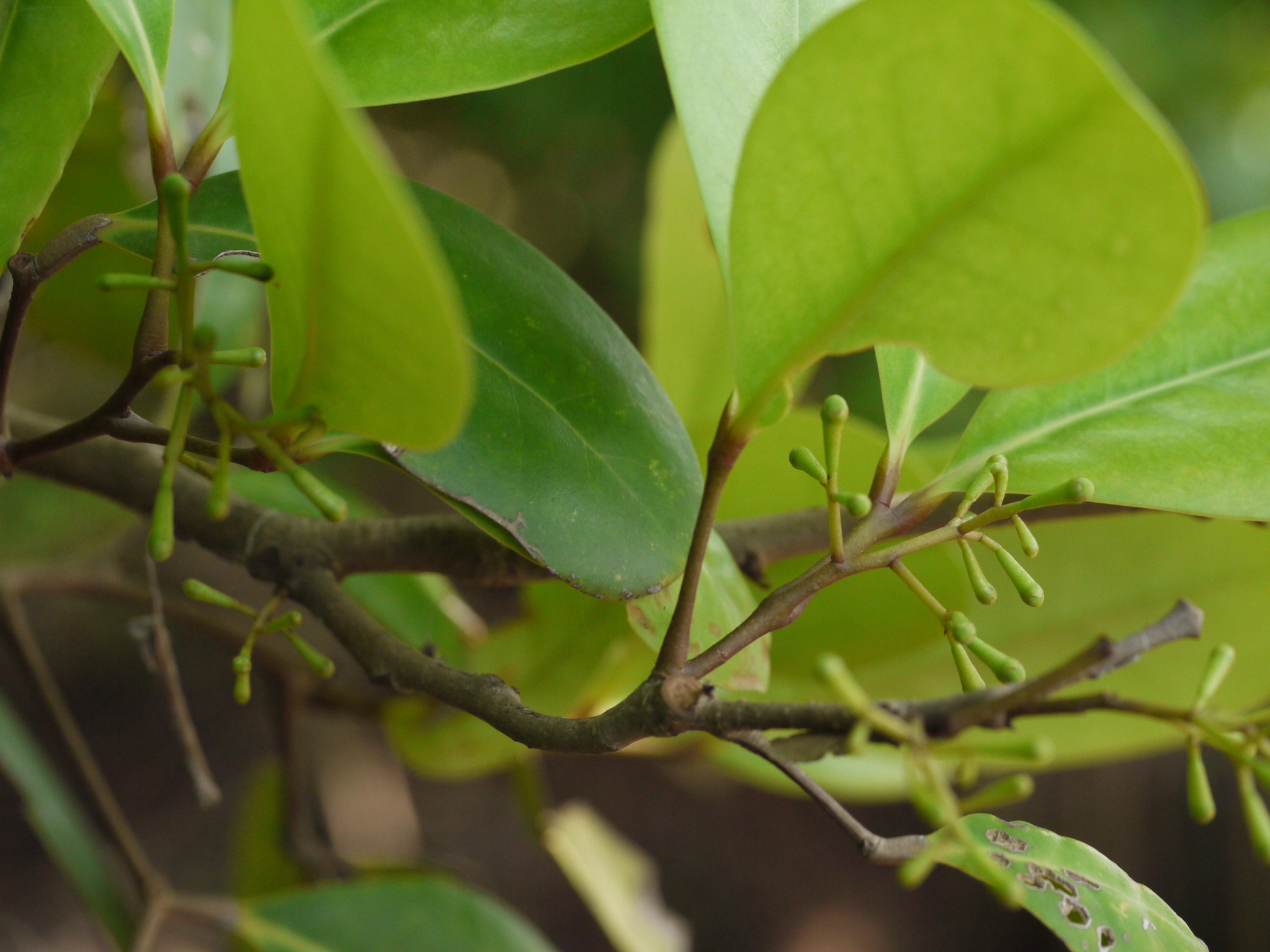 Xylocarpus granatum J.Koenig