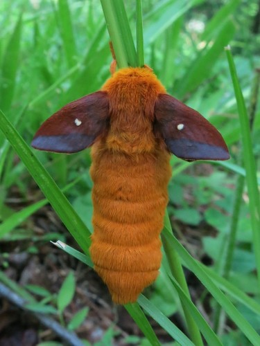 Orange-tipped and Yellow-striped Oakworm Moths photo 3