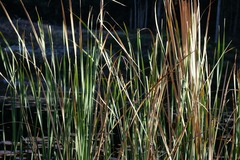 Typha capensis