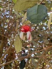 Feijoa