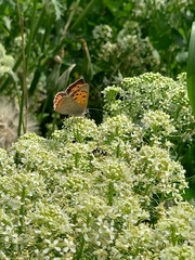 Lycaena phlaeas