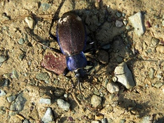 Carabus regalis