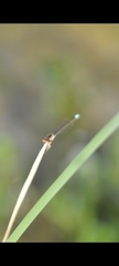 Ischnura denticollis