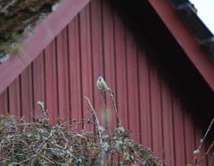 Cyanistes caeruleus caeruleus