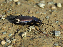 Carabus regalis