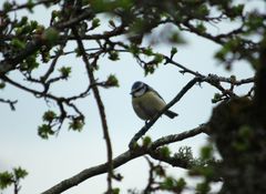 Cyanistes caeruleus caeruleus