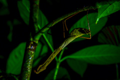 Tauromantis championi