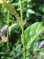 Rubus pyrifolius