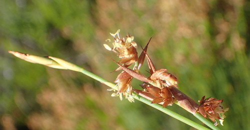 Image of Mastersiella spathulata by (c) Nicola van Berkel, some rights reserved (CC BY-SA)