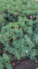 Argyranthemum frutescens