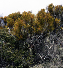 Erica reunionensis image