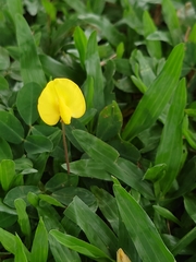 Arachis duranensis
