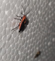 Prepops rubrovittatus