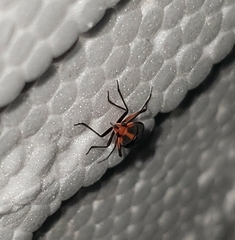 Prepops rubrovittatus