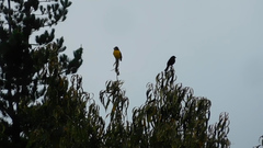 Pheucticus aureoventris