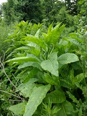 Pokeweed mosaic virus
