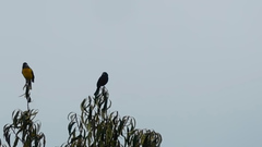 Pheucticus aureoventris