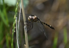 Dythemis fugax