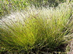 Hypodiscus willdenowia