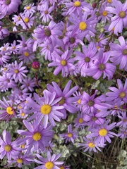 Senecio glastifolius