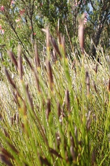 Hypodiscus willdenowia