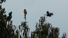 Pheucticus aureoventris