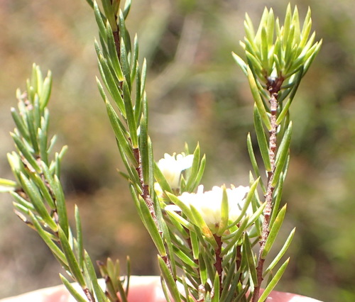 Image of Lachnaea diosmoides by (c) Nicola van Berkel, some rights reserved (CC BY-SA)