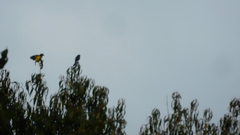 Pheucticus aureoventris