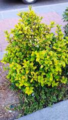 Ligustrum ovalifolium