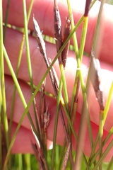 Hypodiscus willdenowia