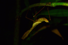 Tauromantis championi