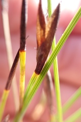 Hypodiscus willdenowia