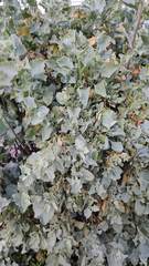 Atriplex