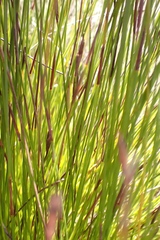 Hypodiscus willdenowia