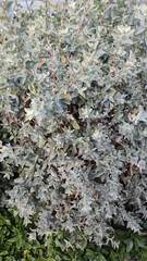 Atriplex