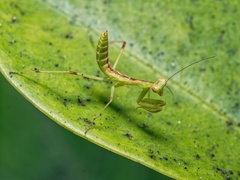 Hierodula patellifera