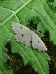 Chlorodontopera discospilata