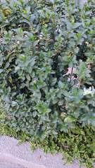Ligustrum ovalifolium