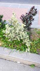 Atriplex