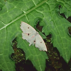 Chlorodontopera discospilata